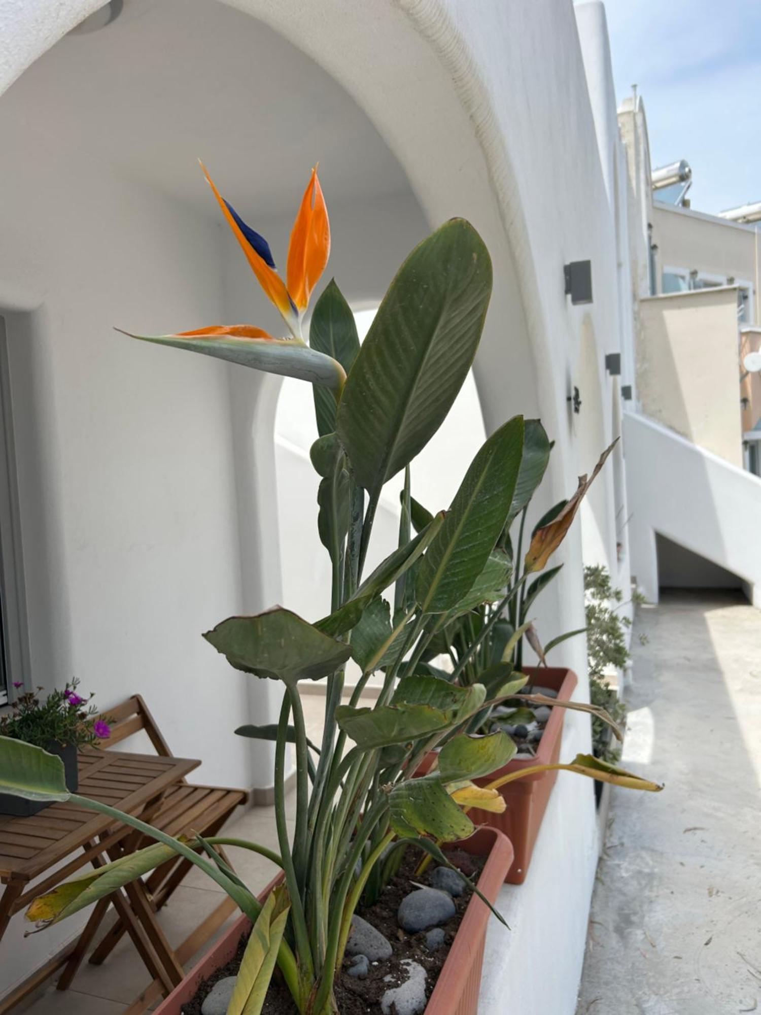To Spitaki Sas, In Santorini! Daire Mesaria Dış mekan fotoğraf